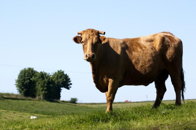 Un appel à projets pour soutenir le secteur agricole du Havre et de sa région